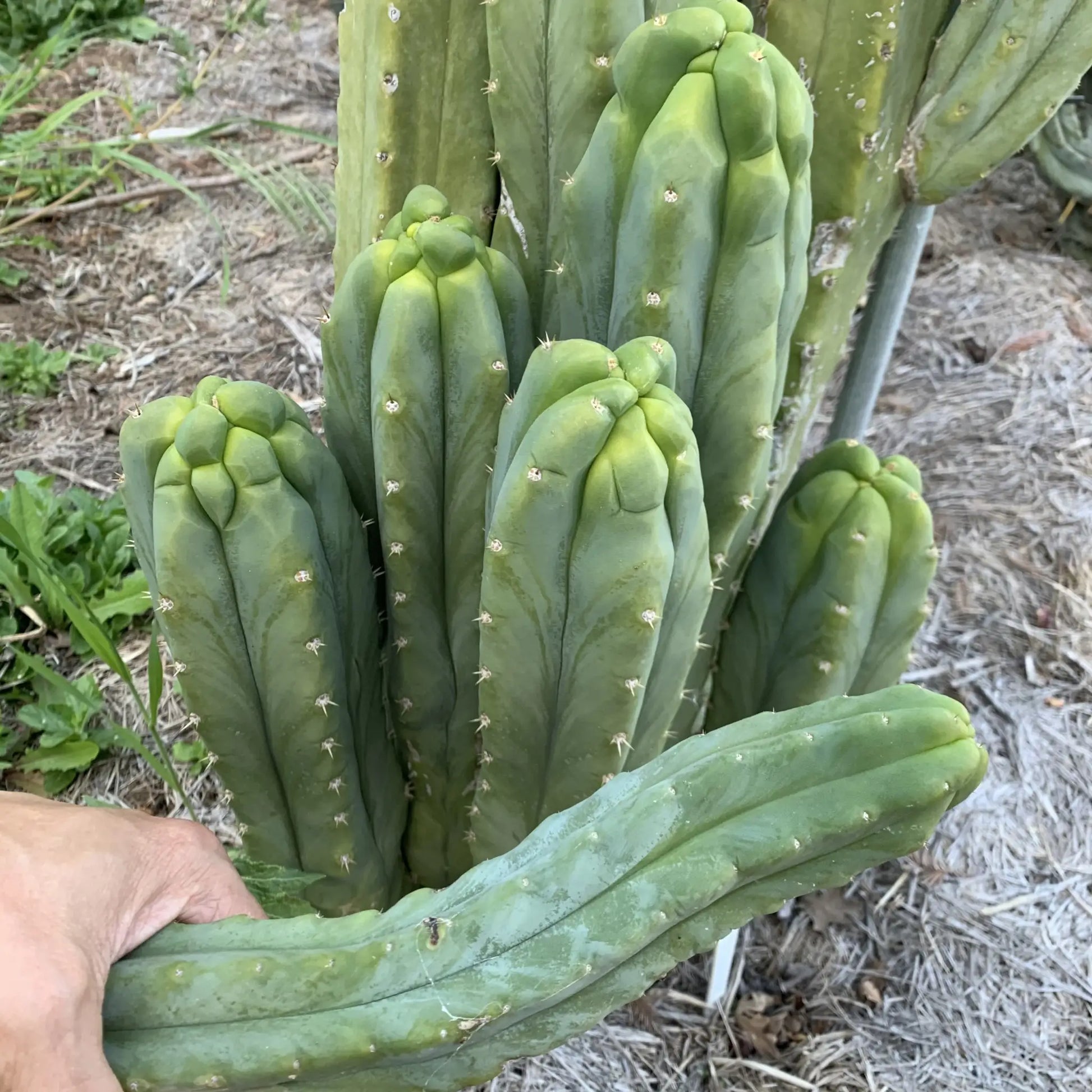 SS02 x (peru tom j’s giant) JS228short - live cactus plant