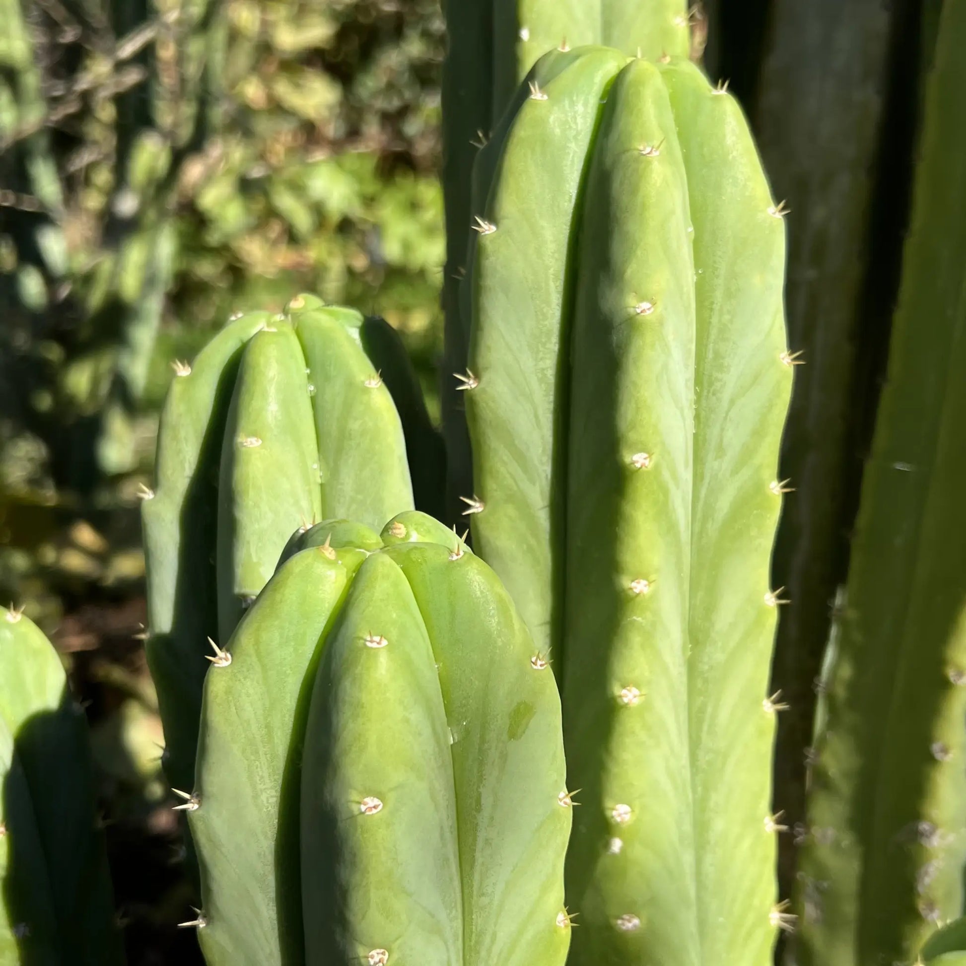 SS02 x (peru tom j’s giant) JS228short - live cactus plant