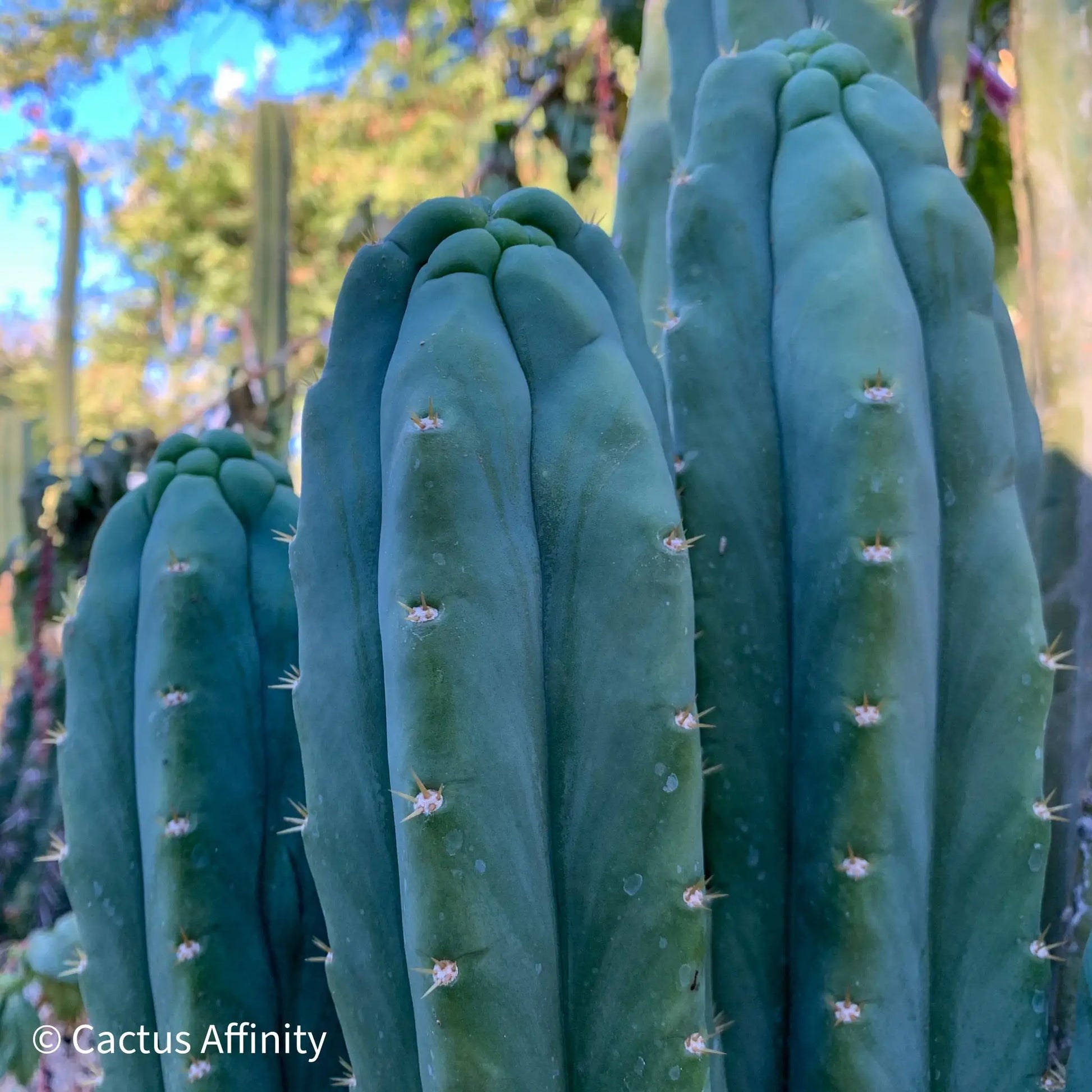 SS02 x (peru tom j’s giant) JS228short - live cactus plant