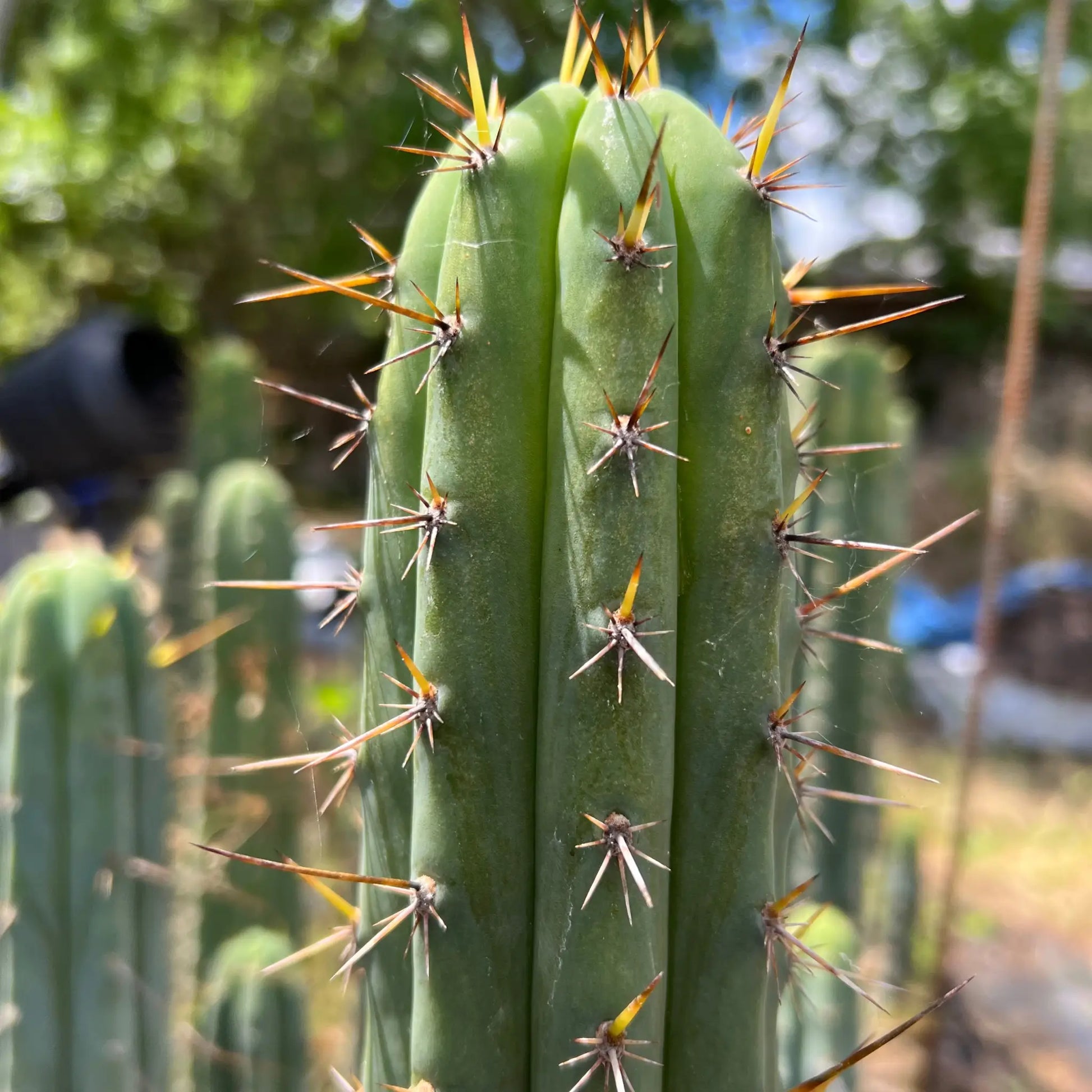 (SS02 x SS01) peru2 JS573 - h5 12” tip cut - live cactus