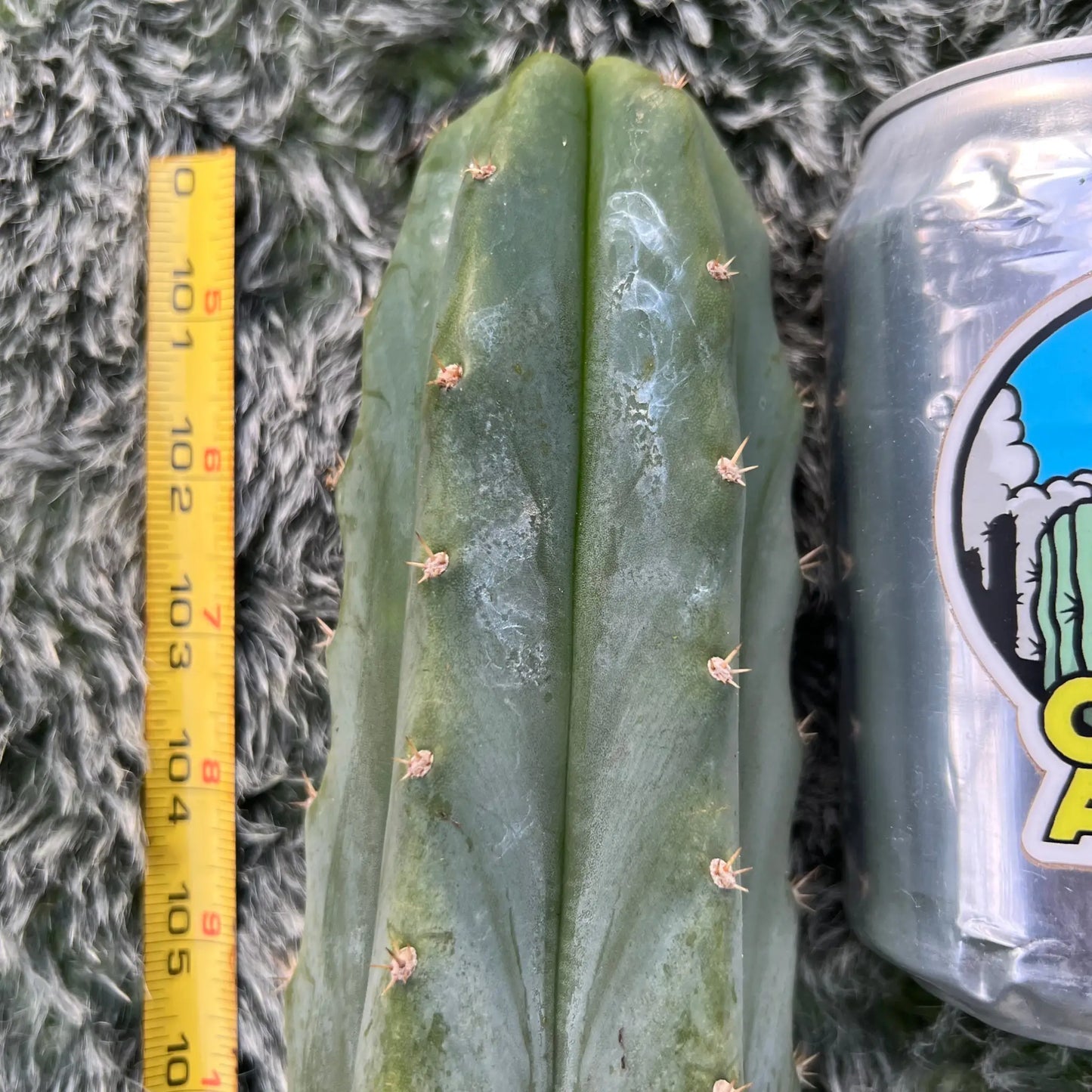 (SS02xSS01) x thelegonus - live cactus plant