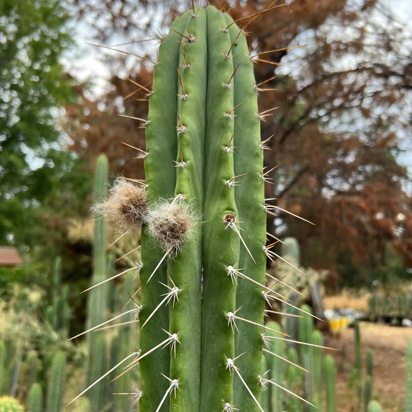 Star Nursery Short Spine Peru - one 10” tip cutting