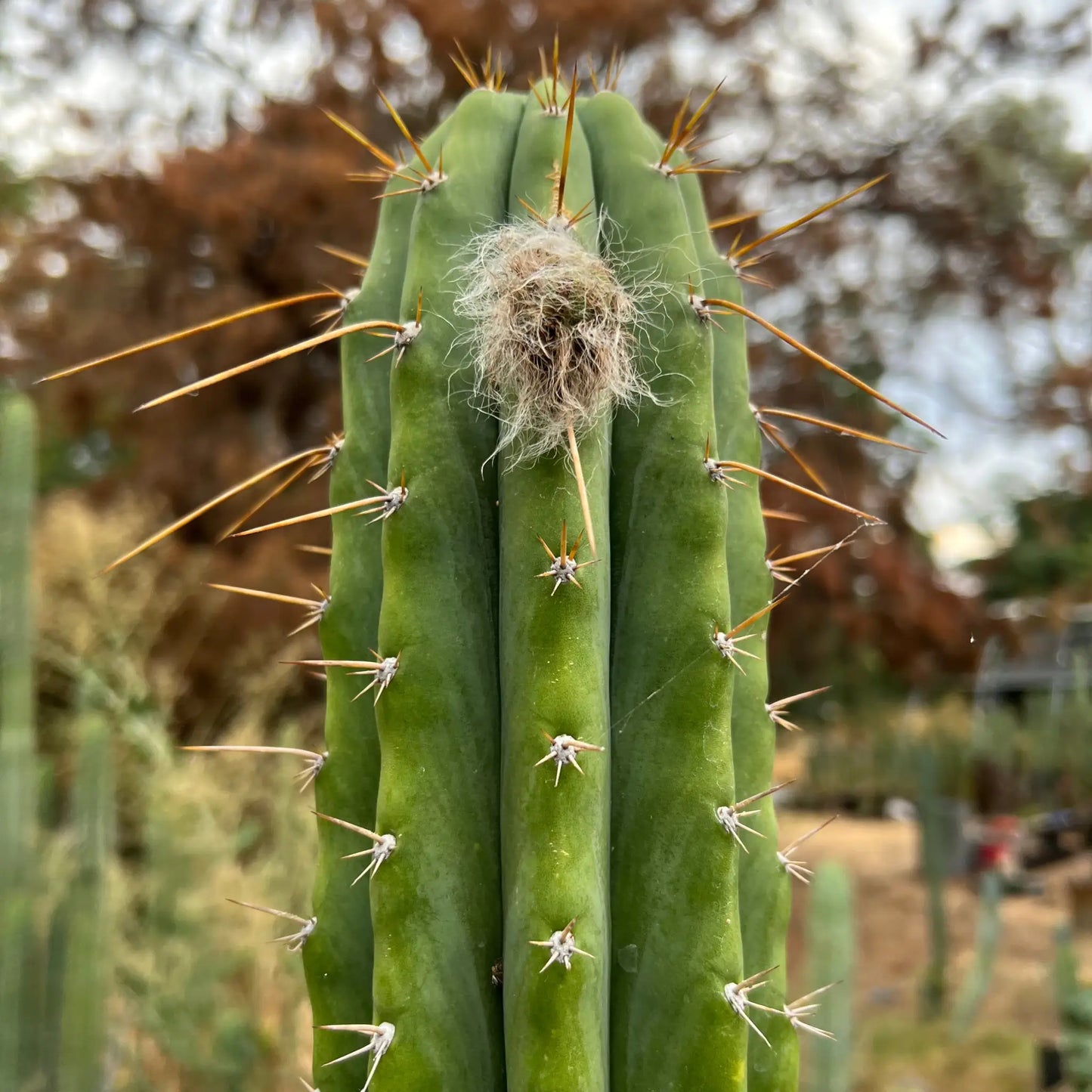 Star Nursery Short Spine Peru - one 10” tip cutting