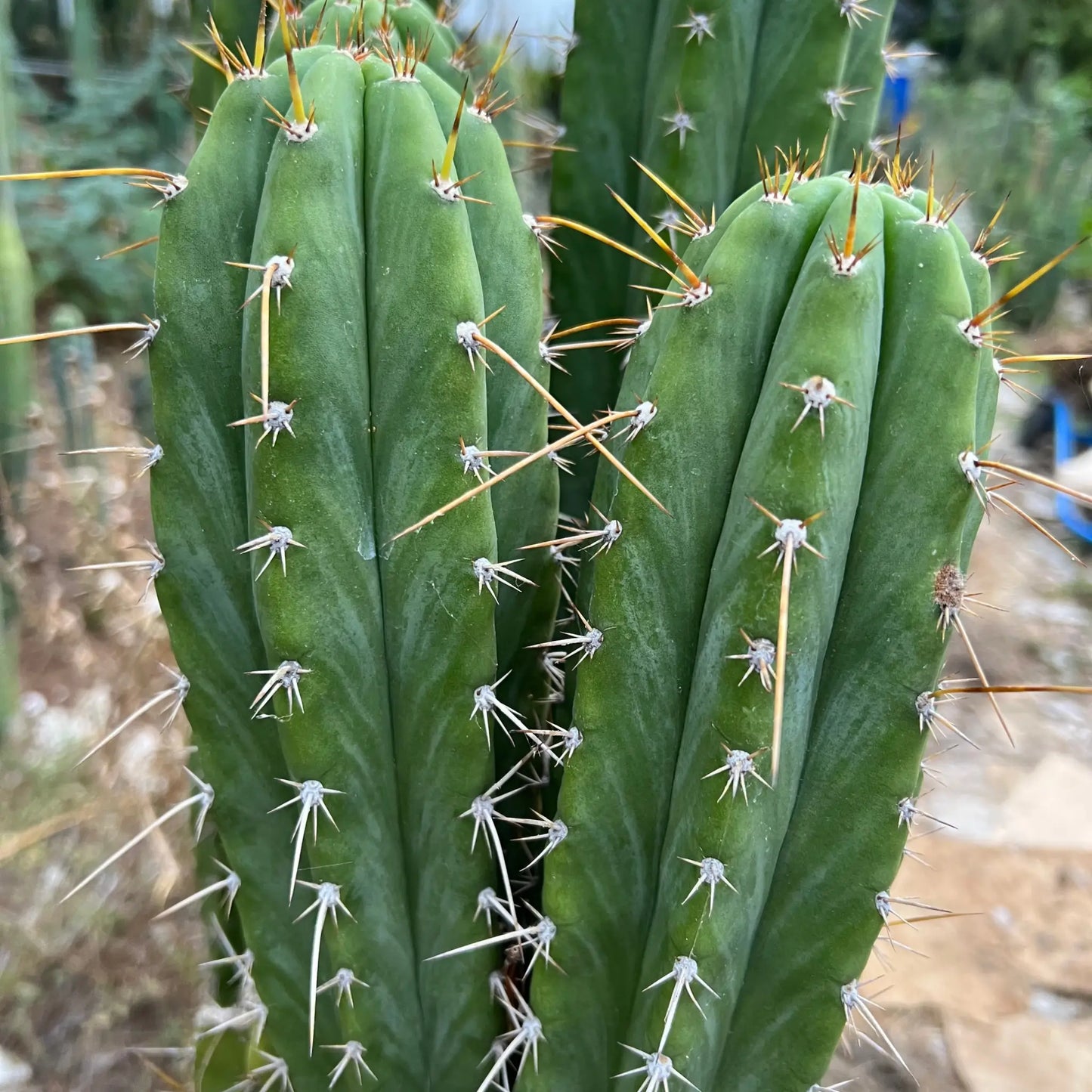 Star Nursery Short Spine Peru - one 10” tip cutting