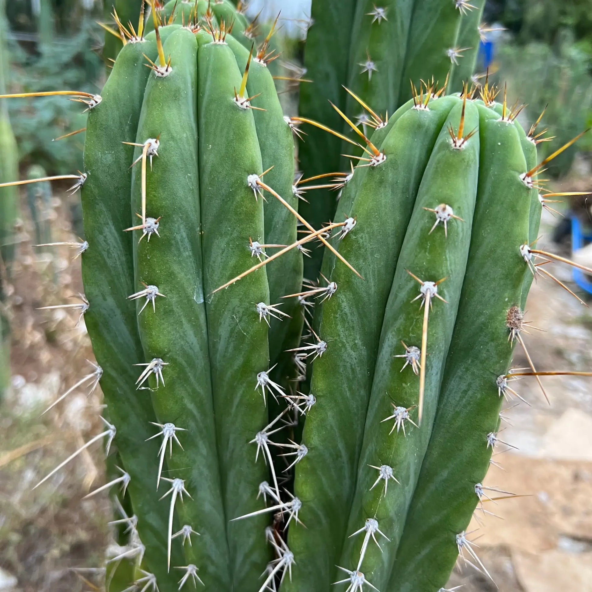 Star Nursery Short Spine Peru - one 10” tip cutting