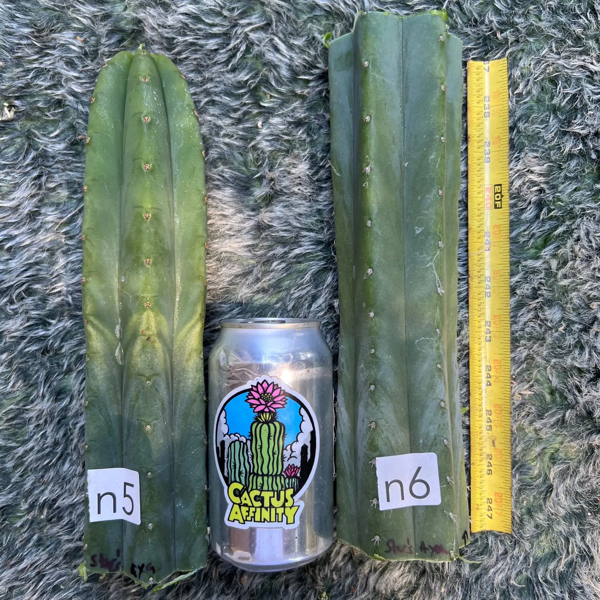 Star’s Ayacucho - n5 10” tip cut - live cactus plant
