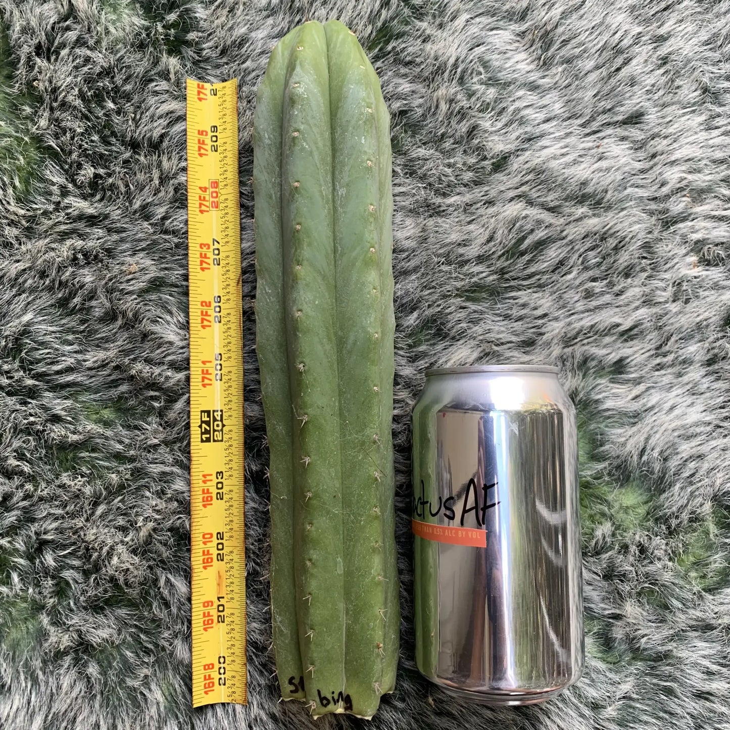 Strybing - 10” tip cut