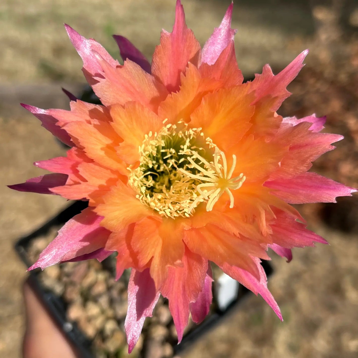Super Apricot - soon