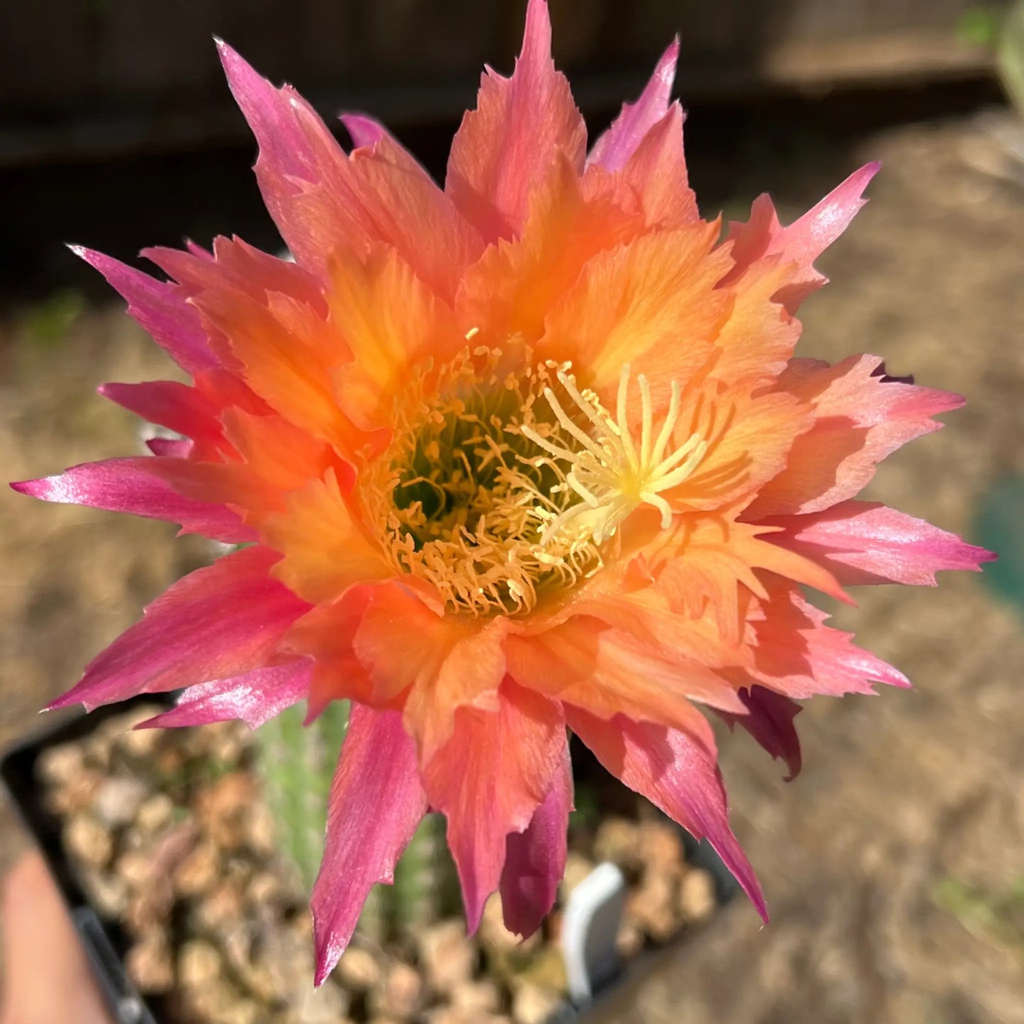 Super Apricot - soon