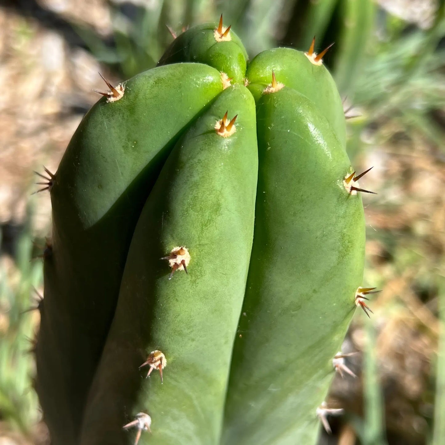 Super Pedro - 10” tip cutting - live cactus plant