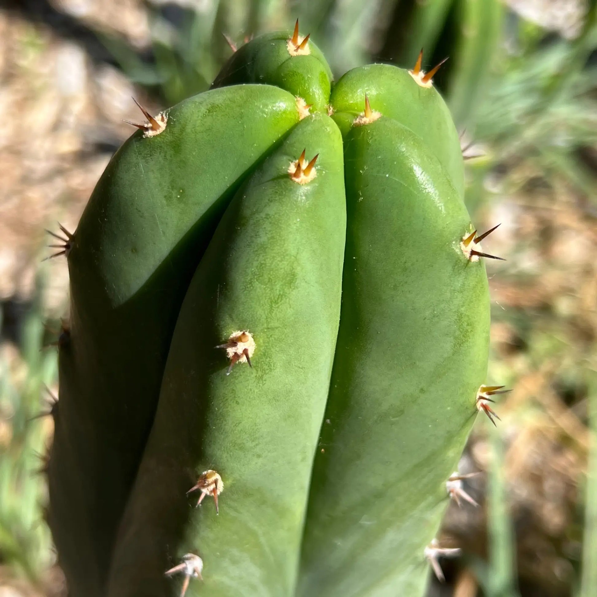 Super Pedro - 10” tip cutting - live cactus plant