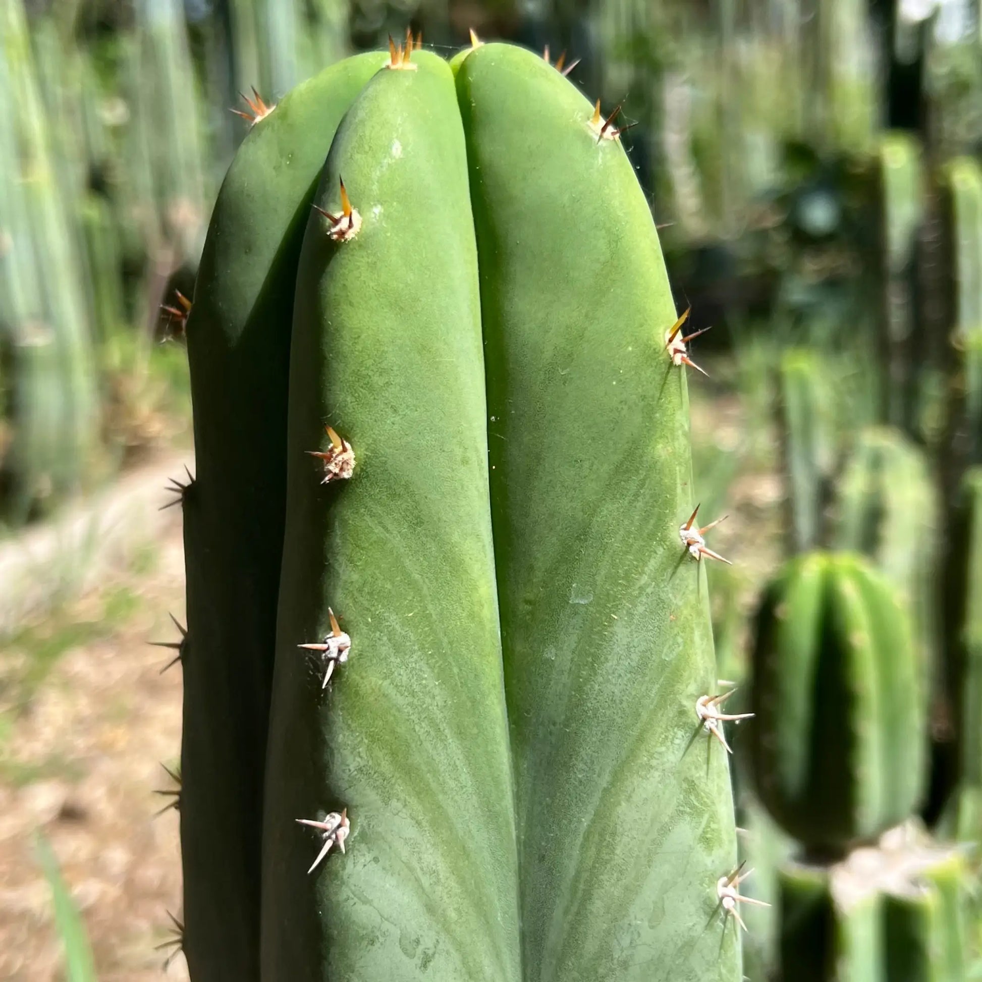 Super Pedro - 10” tip cutting - live cactus plant