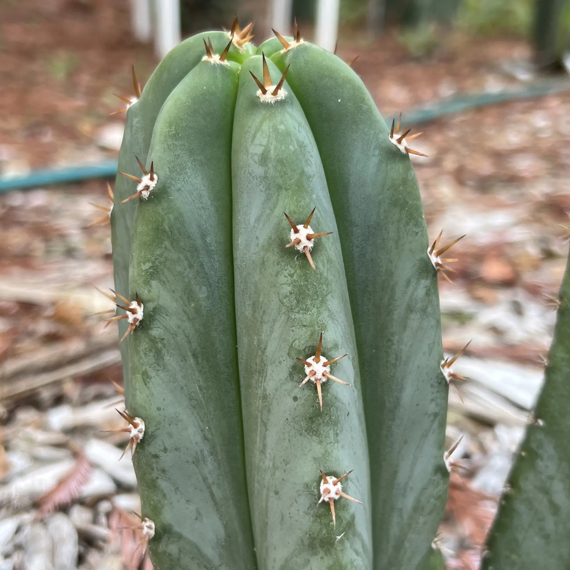 Super Pedro - 10” tip cutting - live cactus plant