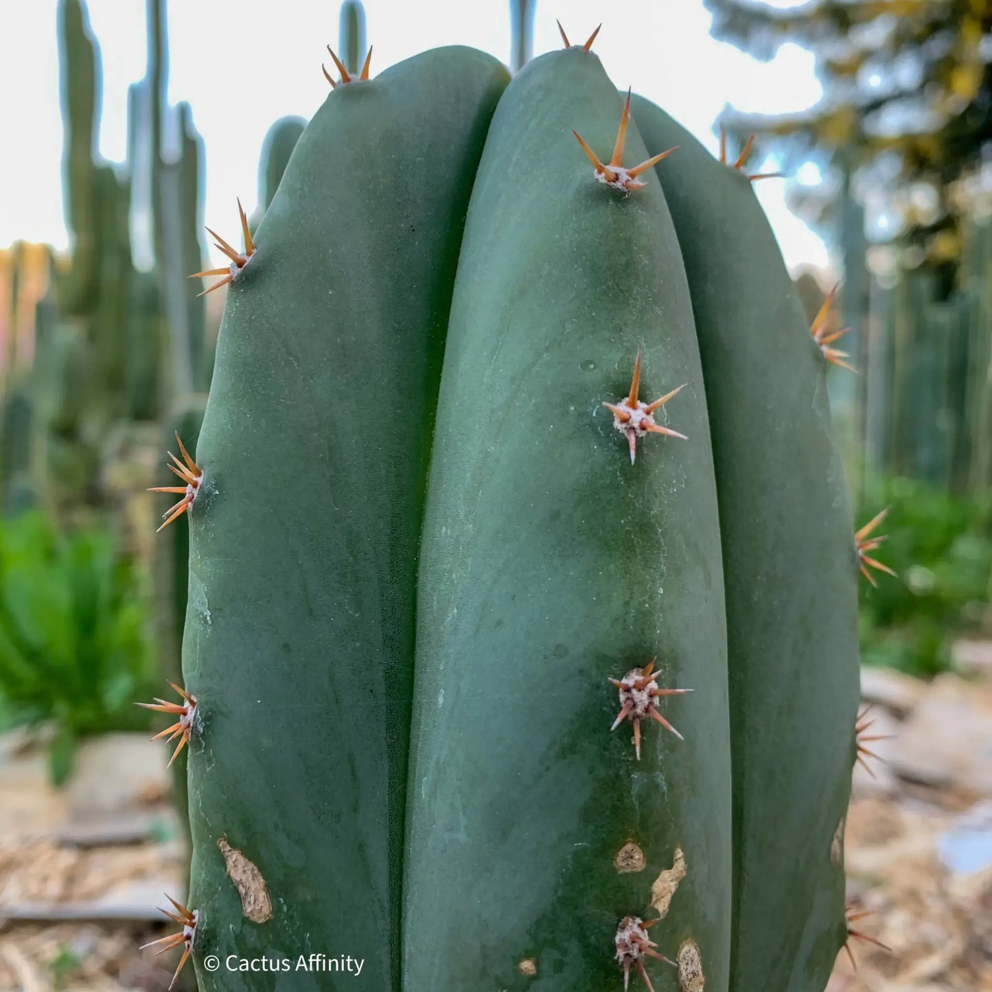 Super Pedro - 10” tip cutting - live cactus plant