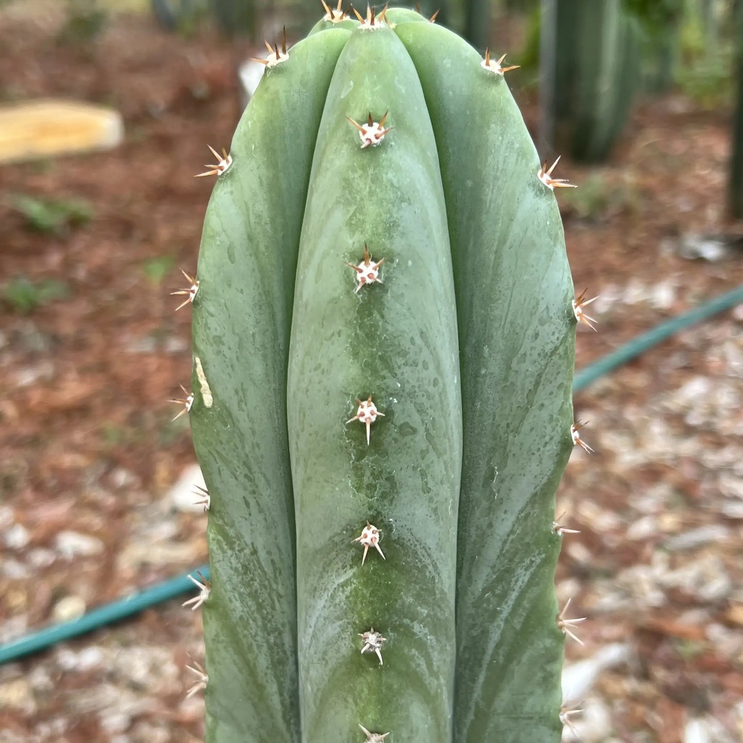 Super Pedro - 10” tip cutting - live cactus plant