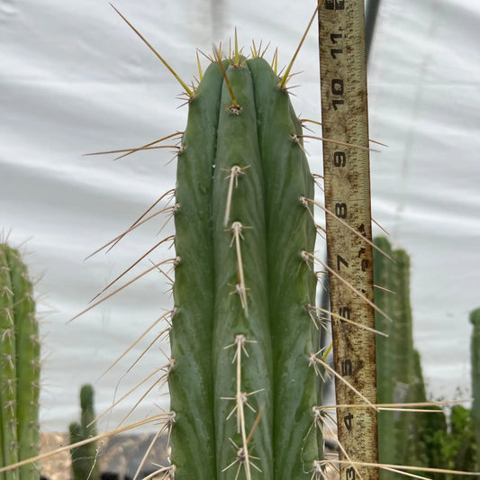 Suzanne - i3 14” tip cutting - live cactus plant