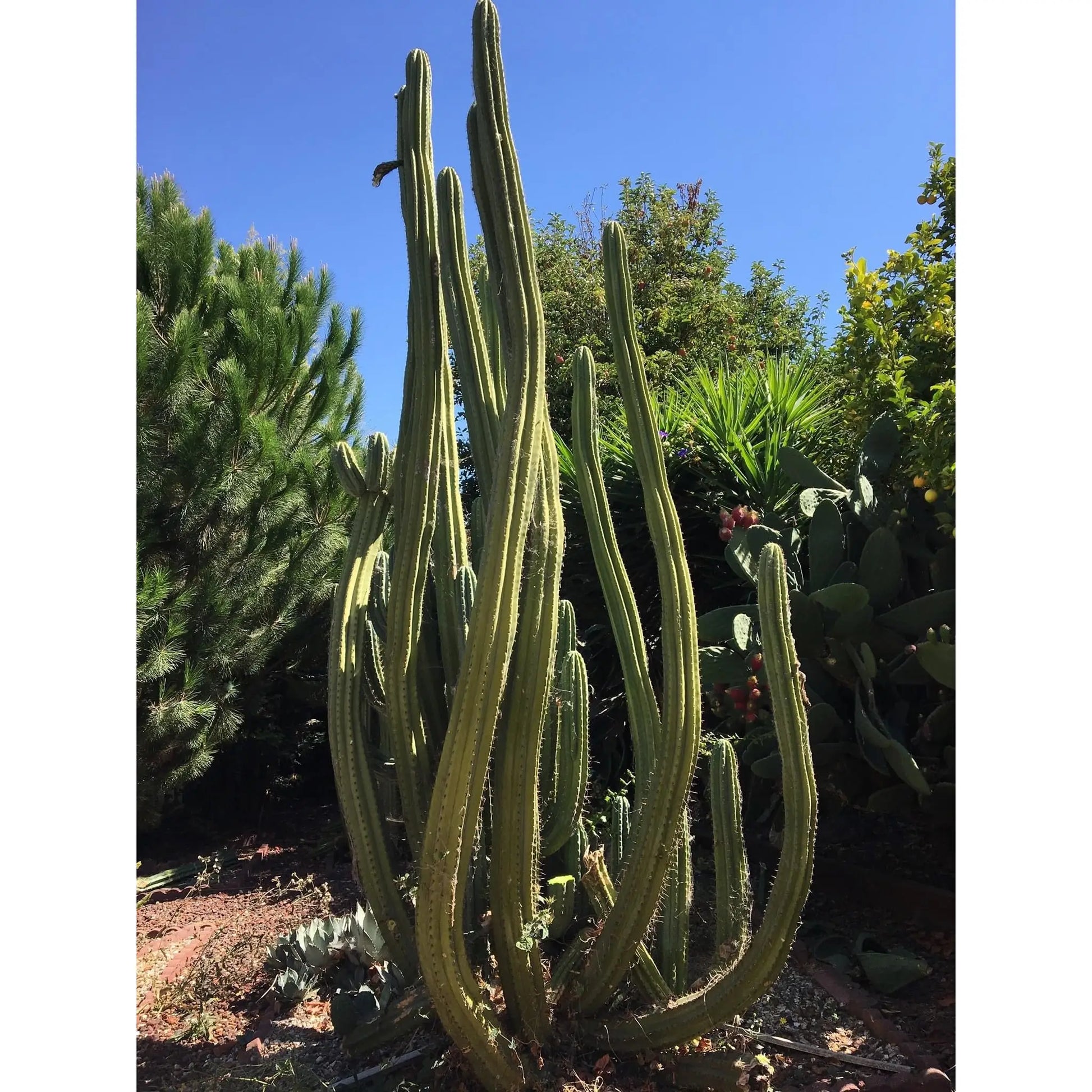 Tammy - i0 14” tip cut - live cactus plant