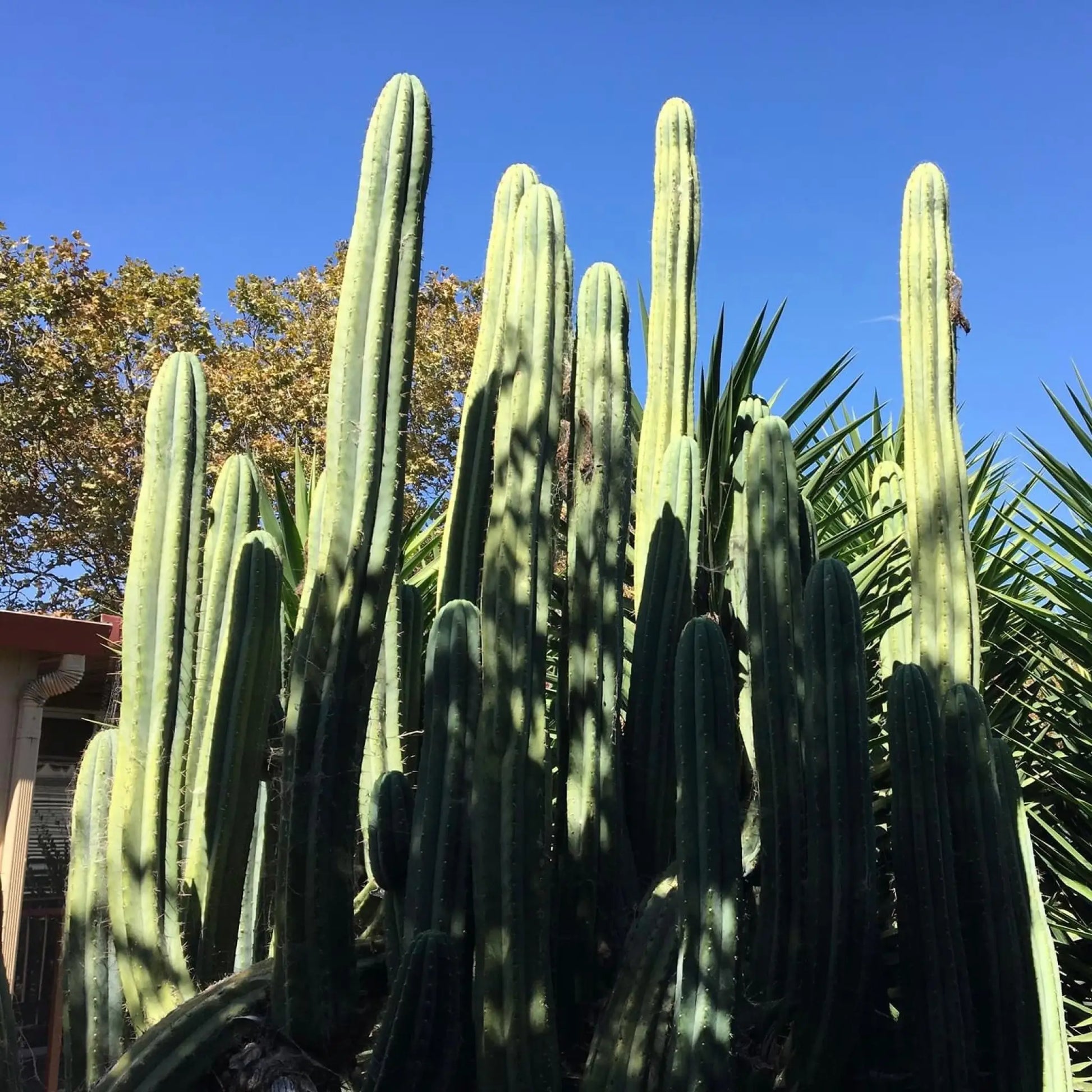 Tammy - i0 14” tip cut - live cactus plant