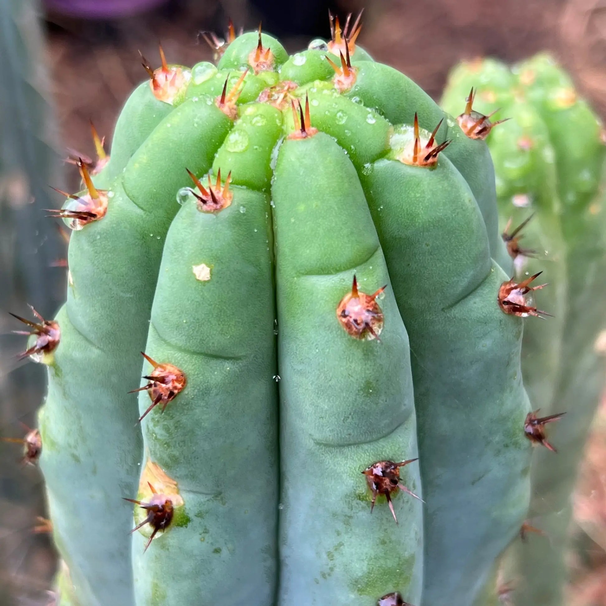 Tammy - i0 14” tip cut - live cactus plant