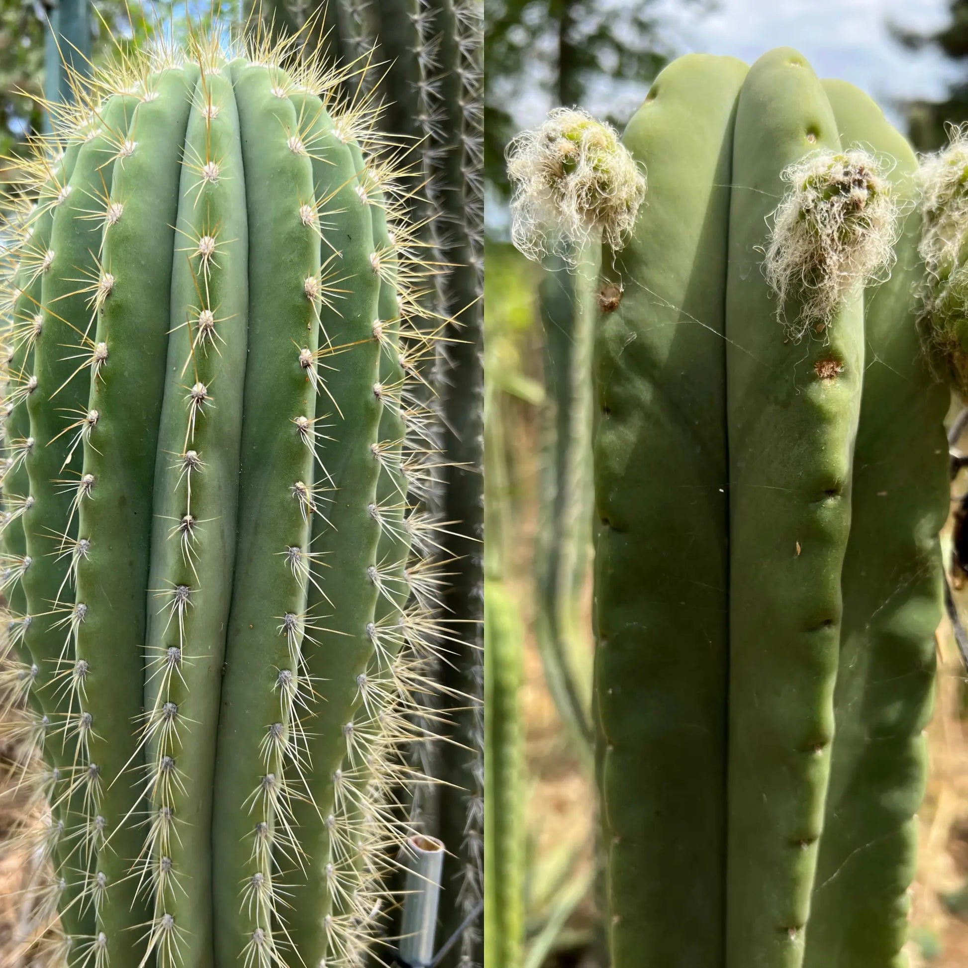 terscheckii JS145 x Ripple - live cactus plant