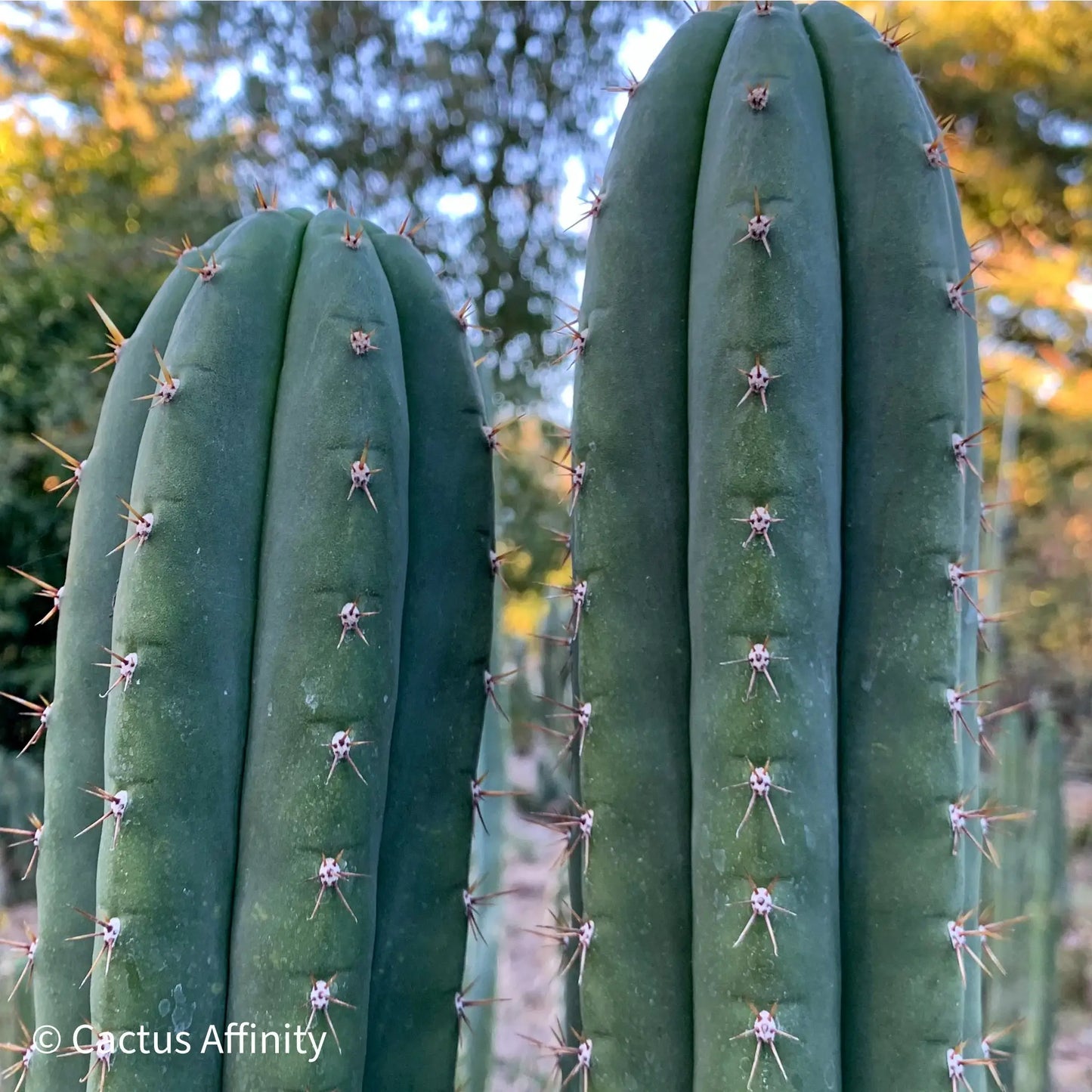 Torres & - live cactus plant