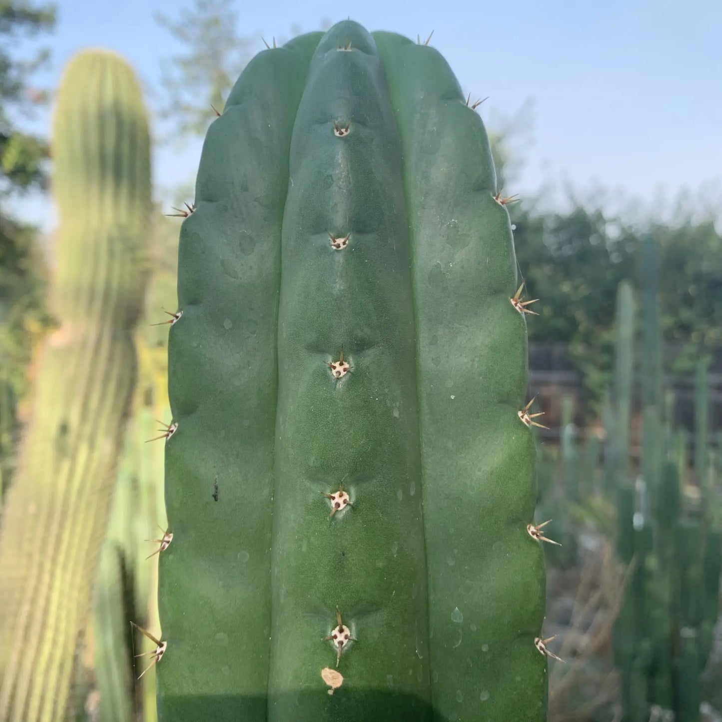 TPnonM SSP pach - live cactus plant