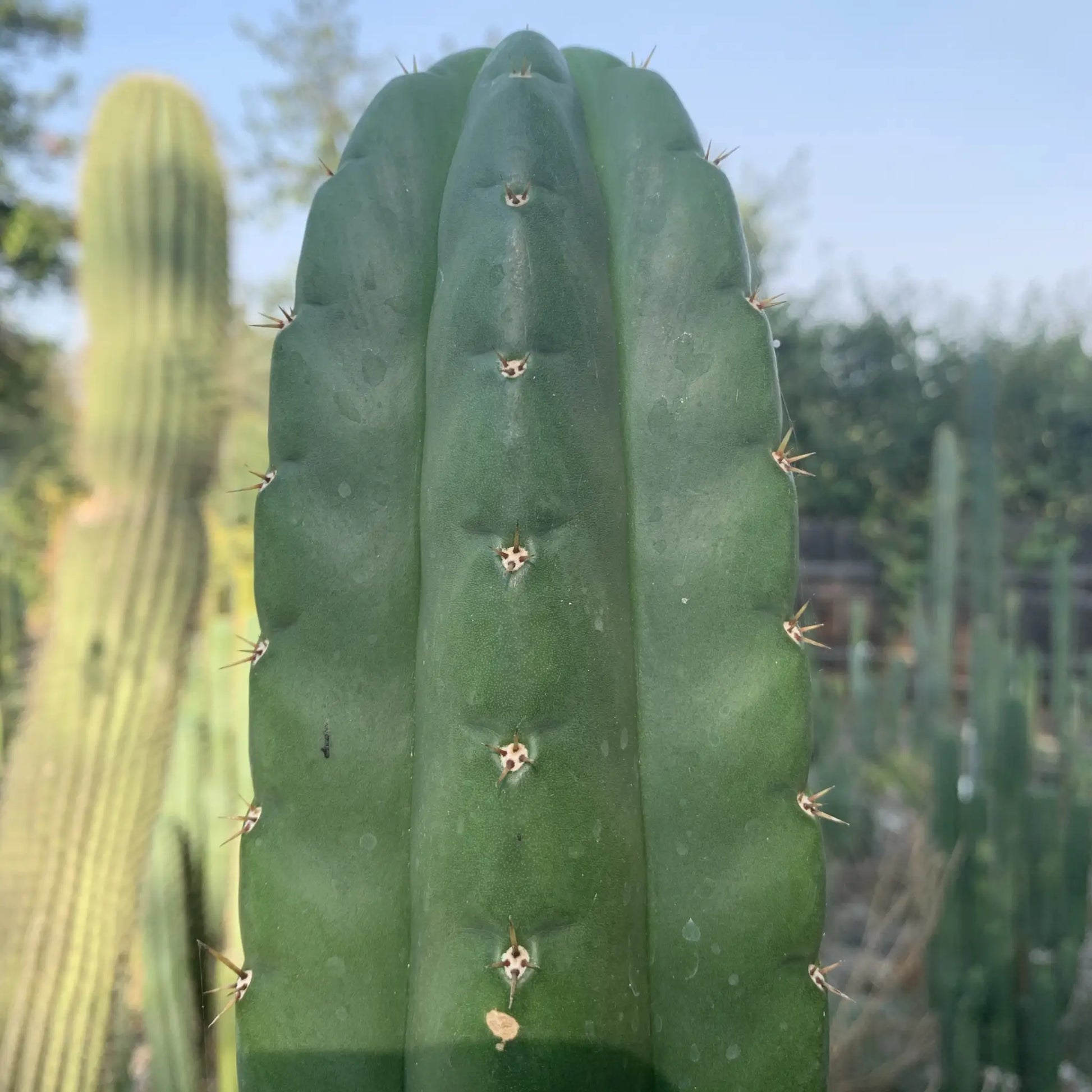 TPnonM SSP pach - live cactus plant