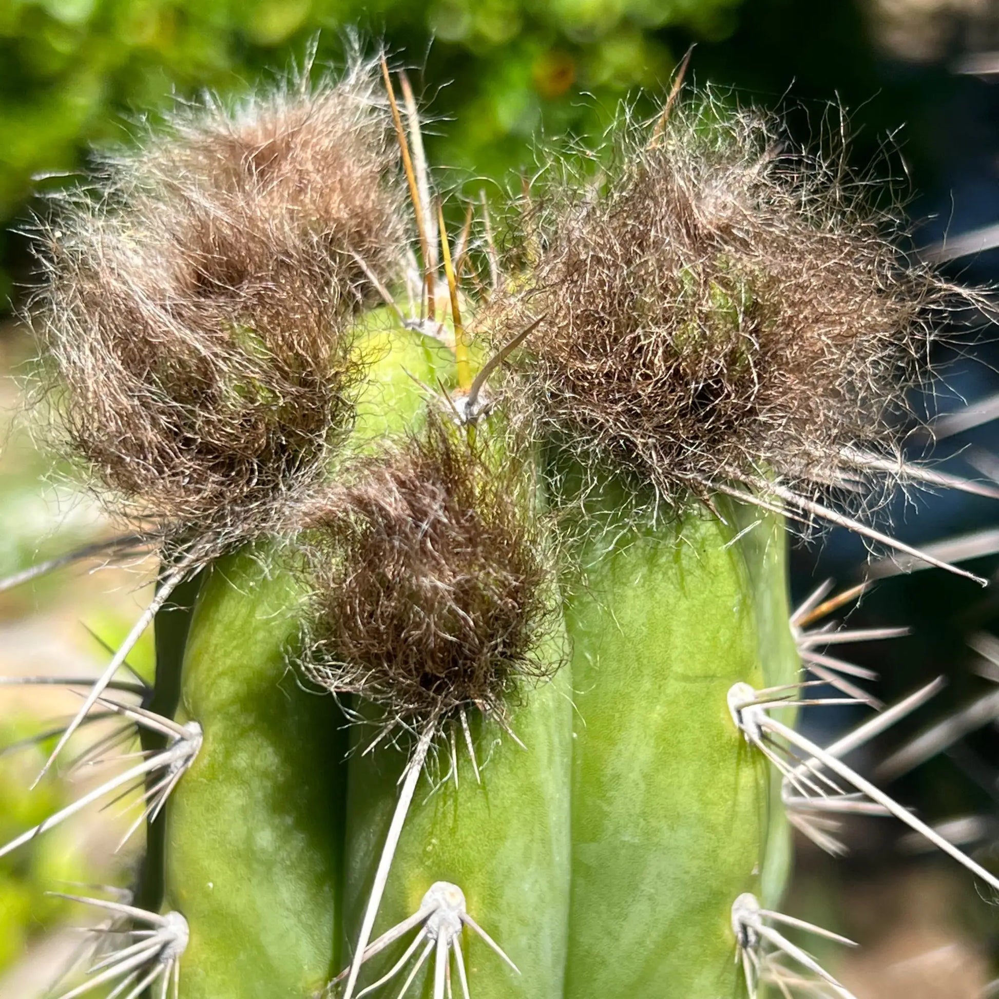 uyupampensis BBG 60.0450 - live cactus plant