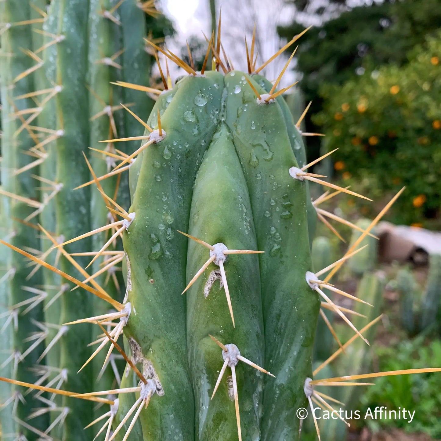 uyupampensis BBG 60.0450 - live cactus plant