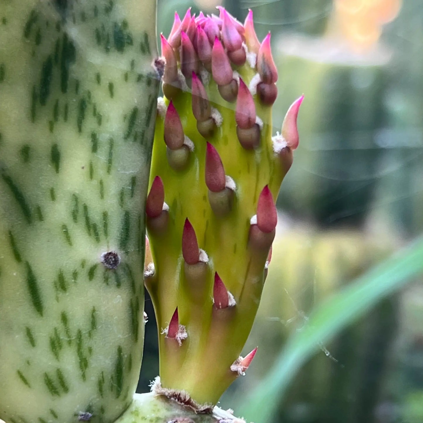Variegated Opuntia - live cactus plant