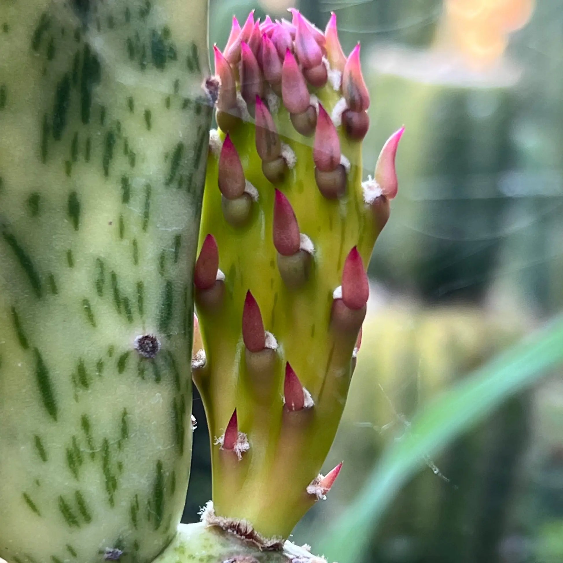 Variegated Opuntia - live cactus plant