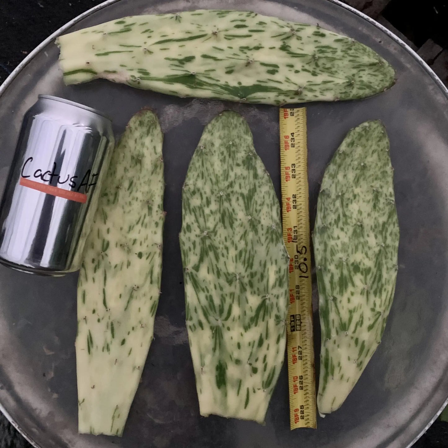 Variegated Opuntia - live cactus plant