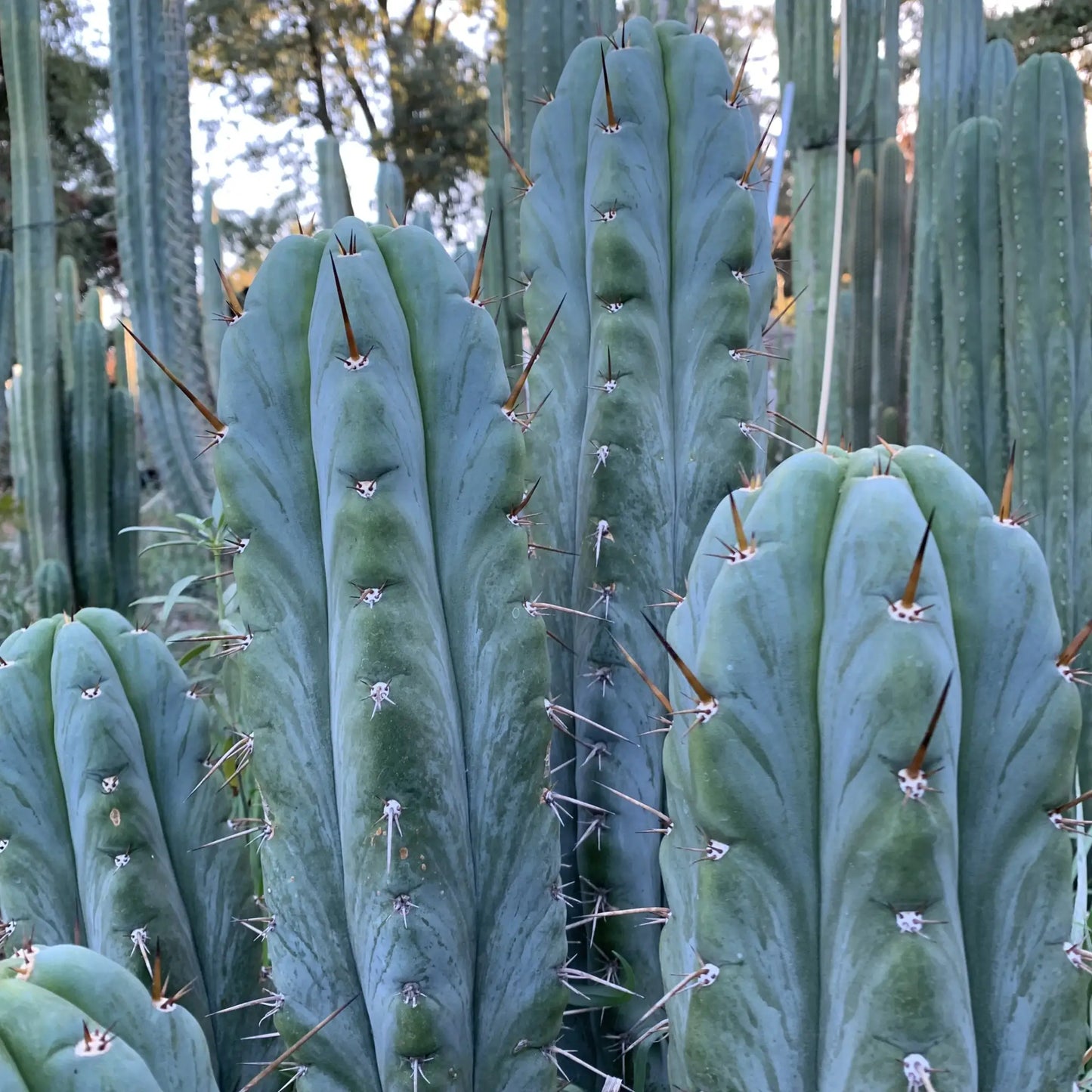 Verne’s Mac - live cactus plant