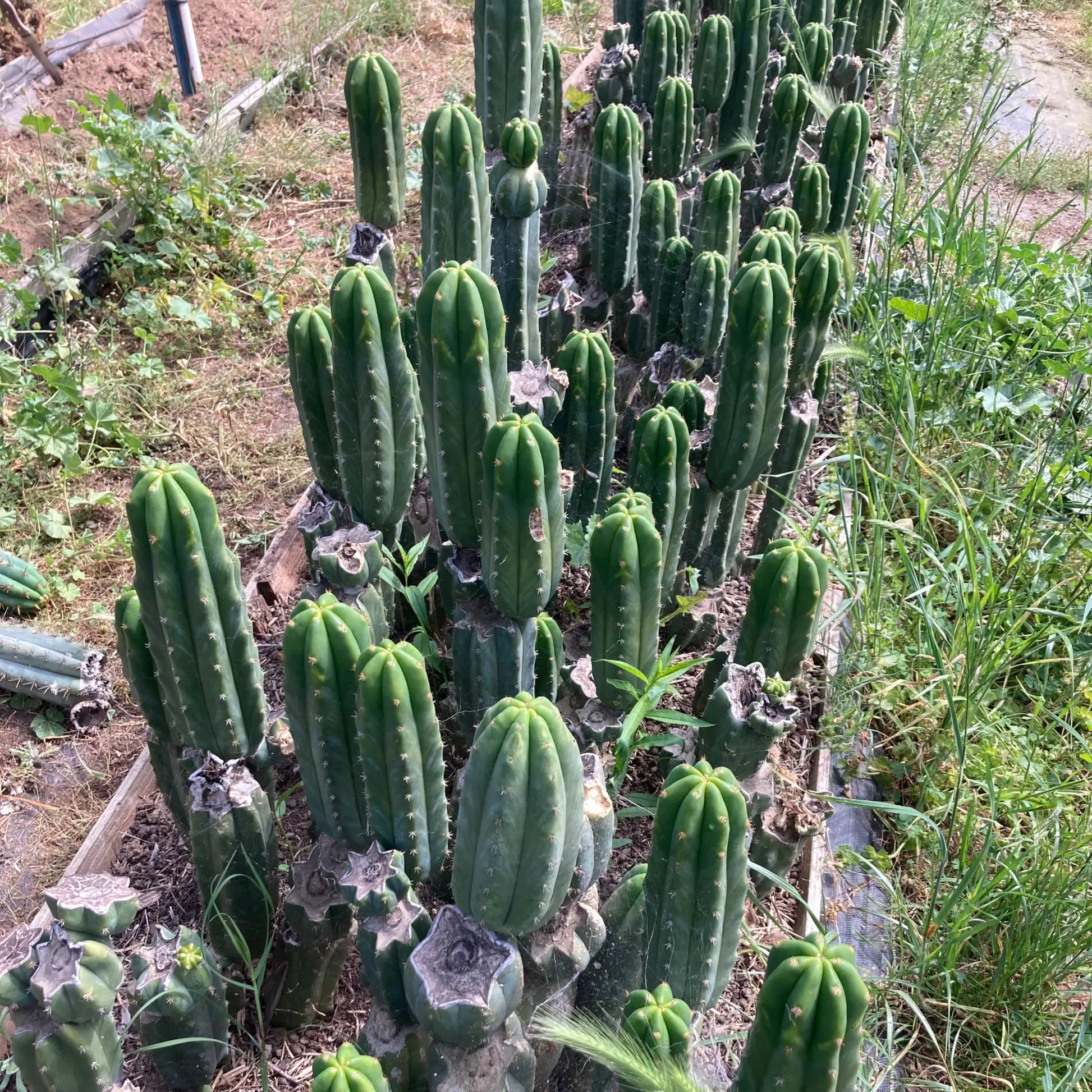 Verne’s Cactus Kate pach - eight 10” tip cuttings