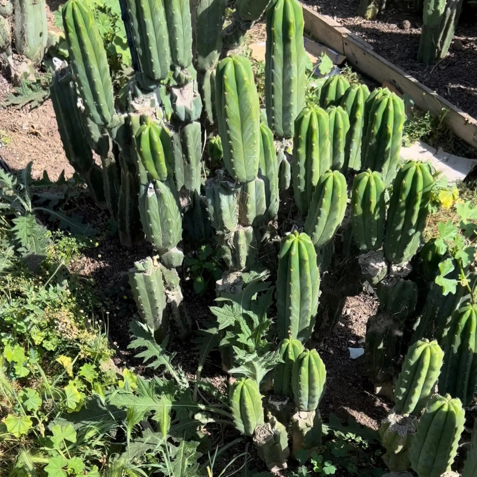 Verne’s Cactus Kate pach - eight 10” tip cuttings