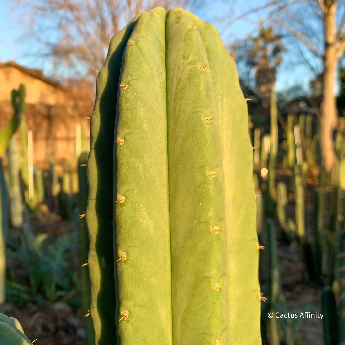 Verne’s J’s Giant - Buutcher’s Big Boy - live cactus plant