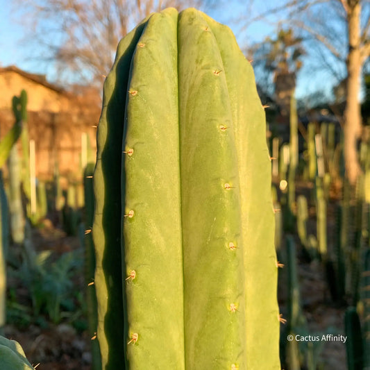 Verne’s J’s Giant - Buutcher’s Big Boy - live cactus plant