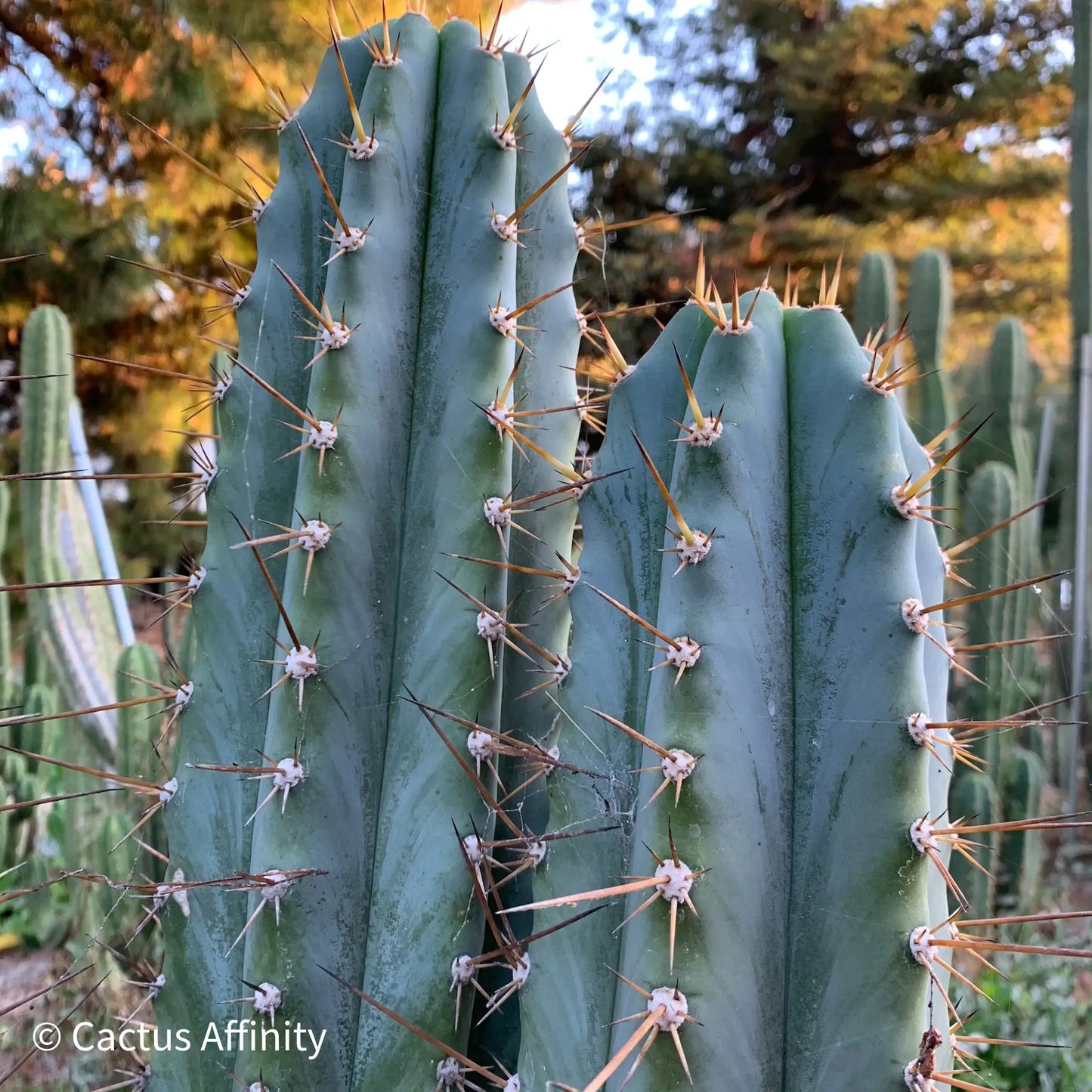 Verne’s Glaucus - live cactus plant cutting