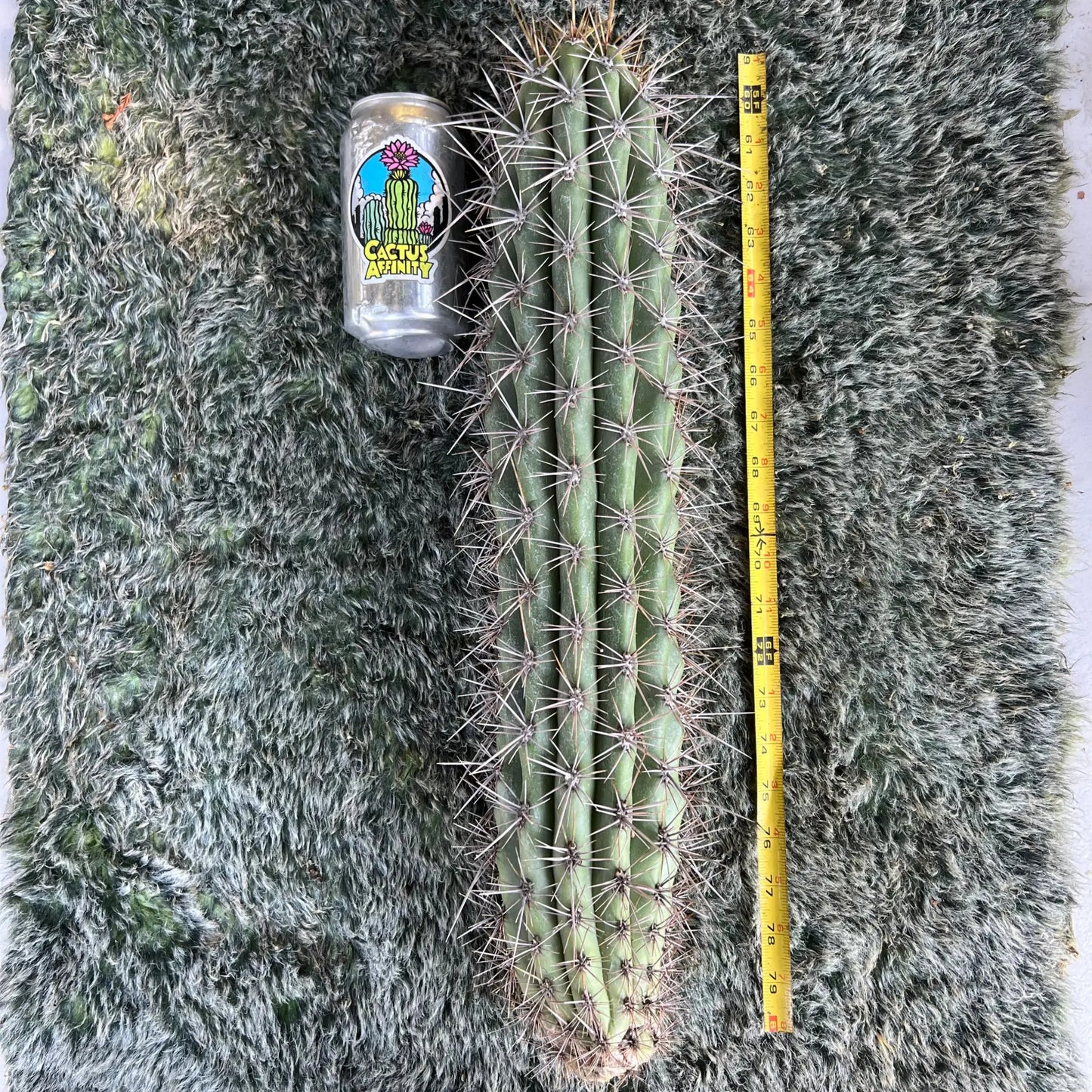 werdermannianus - B and Cactus - big 20” cutting - live