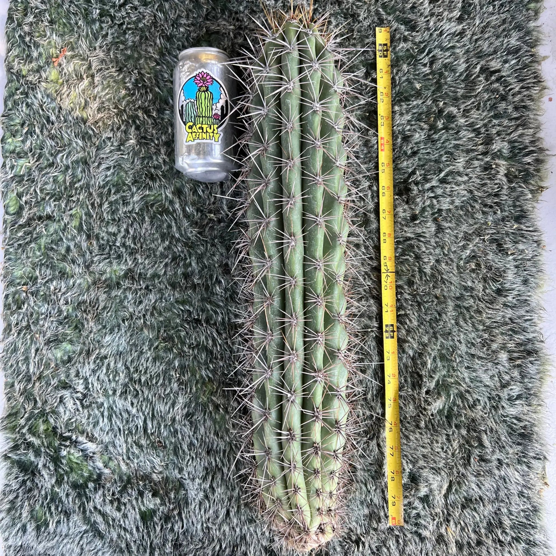 werdermannianus - B and Cactus - big 20” cutting - live