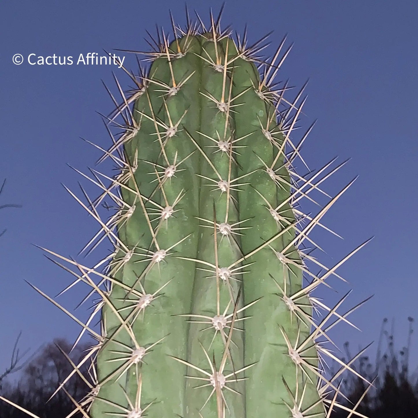 werdermannianus JS210 - d4 10” center cut - live cactus