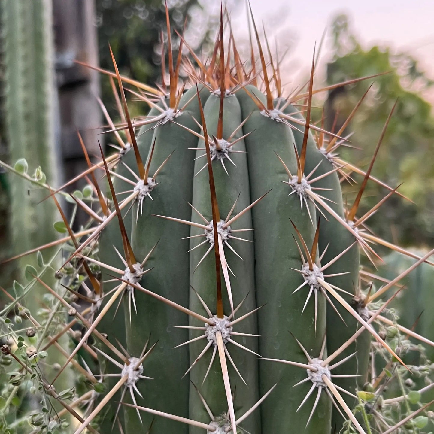 werdermannianus JS210 - d4 10” center cut - live cactus