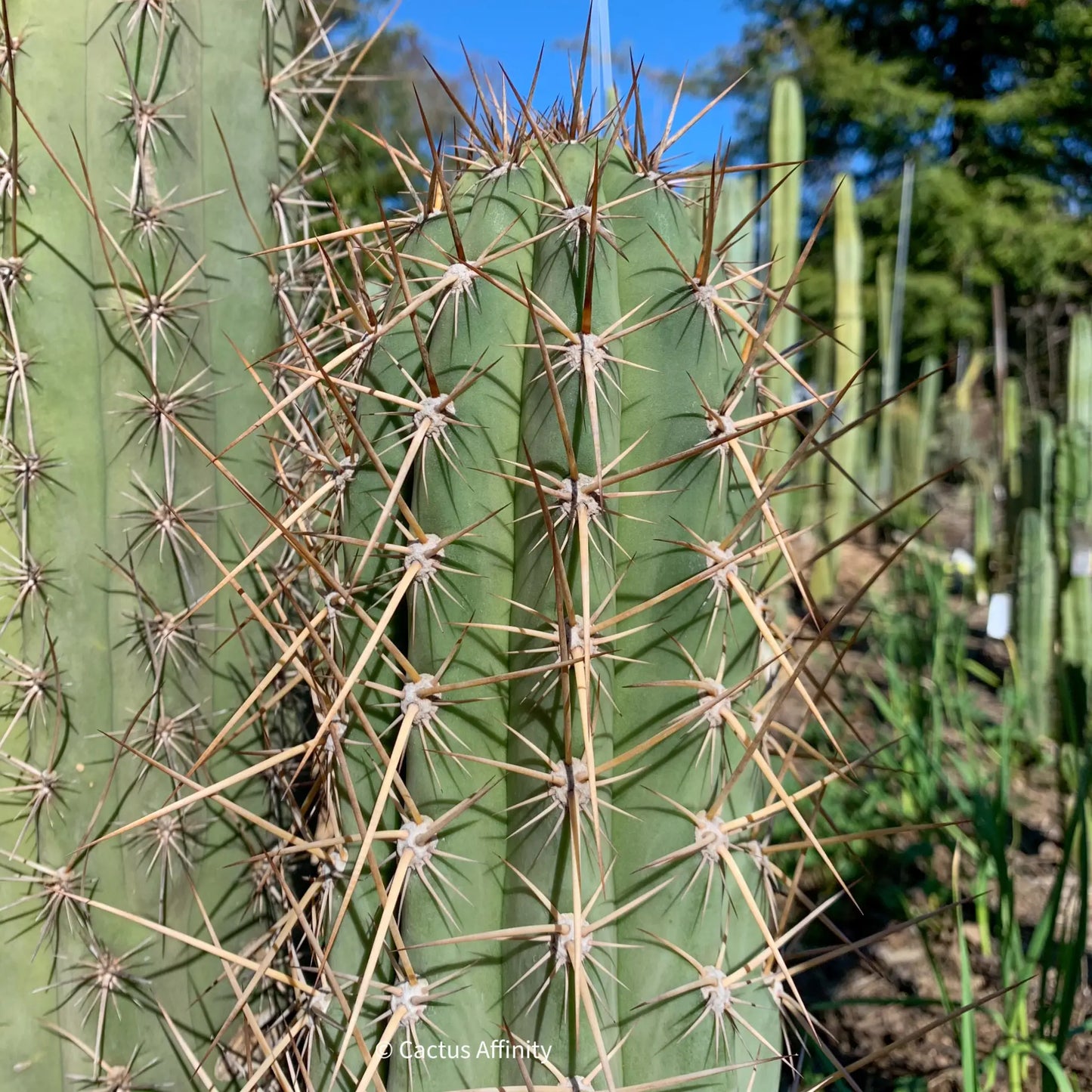 werdermannianus JS210 - d4 10” center cut - live cactus