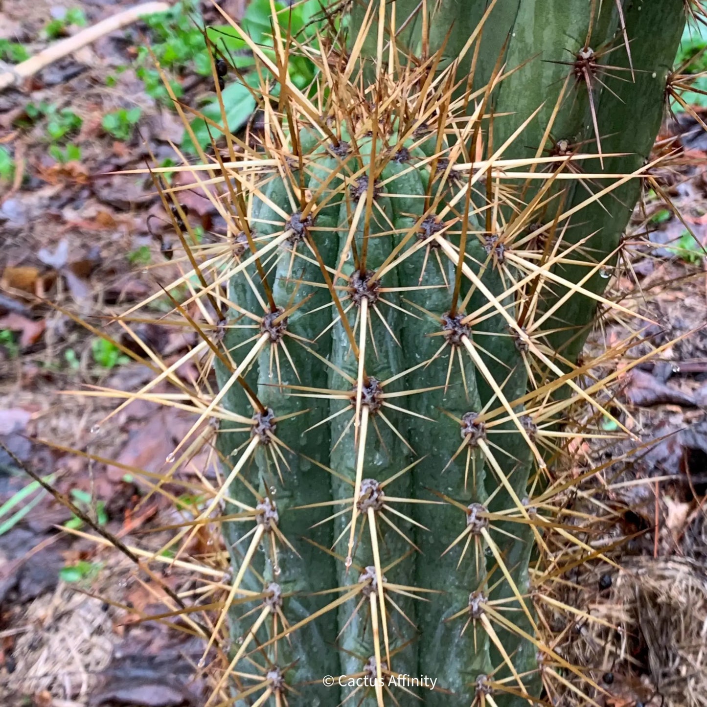 werdermannianus JS210 - d4 10” center cut - live cactus