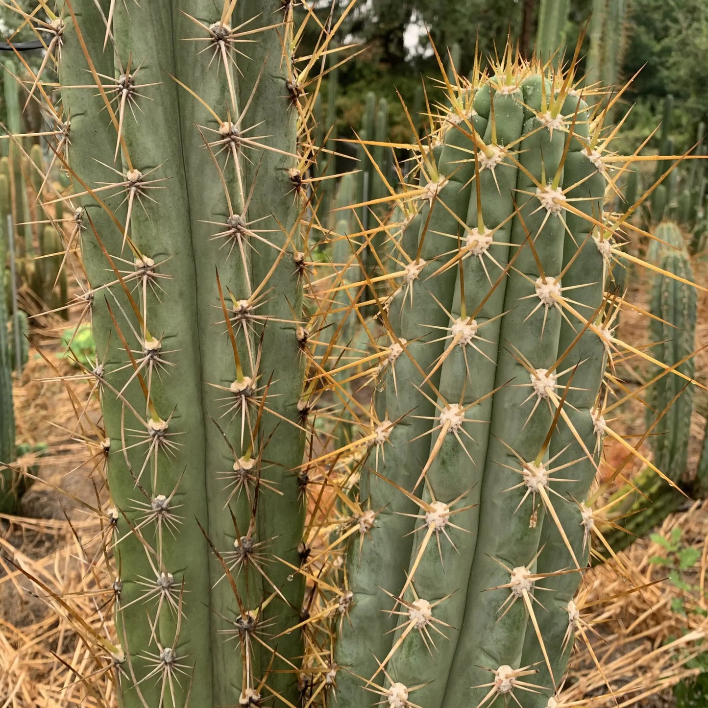 werdermannianus JS210 - d4 10” center cut - live cactus