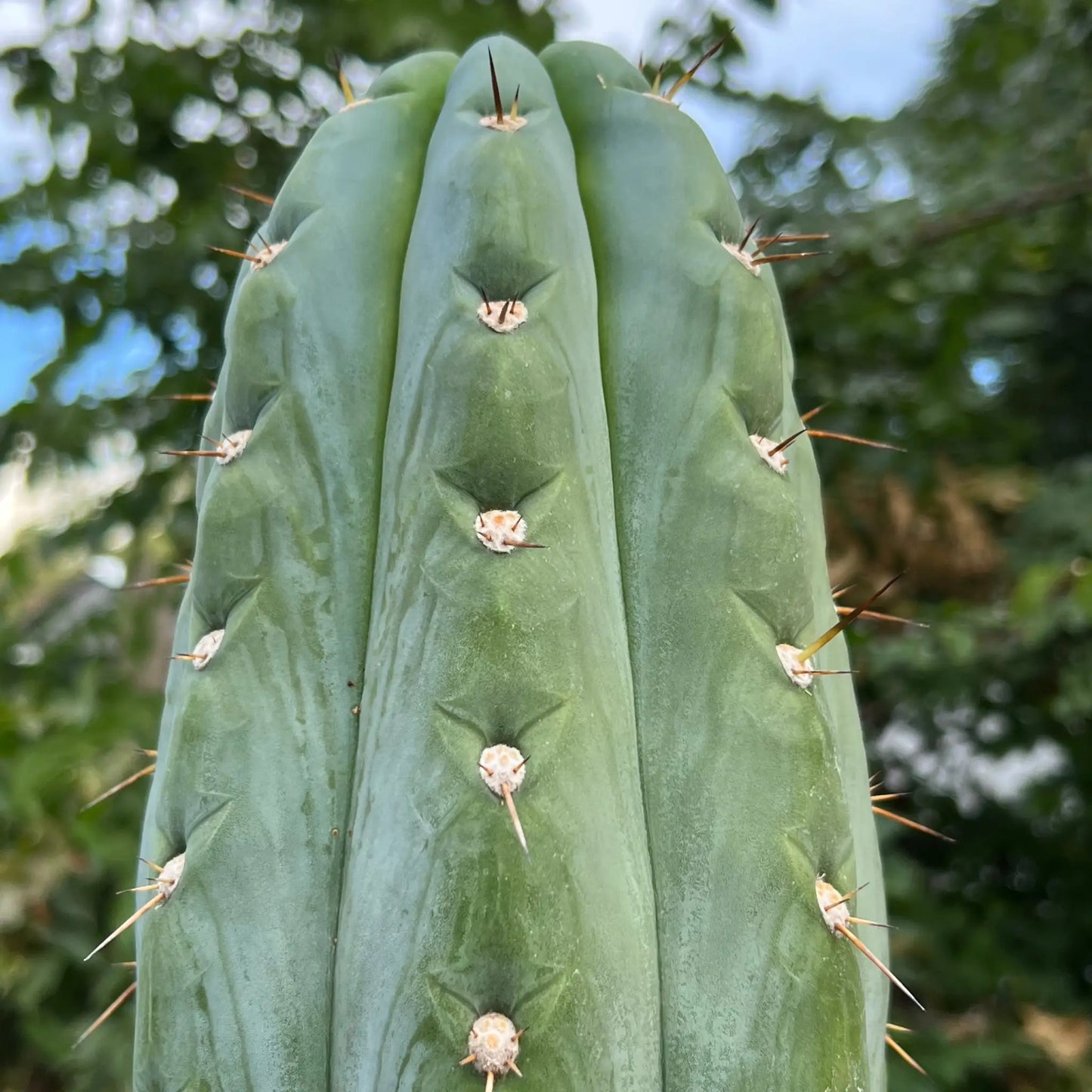 Wild Andes (IcarosDNA) JS202 - soon