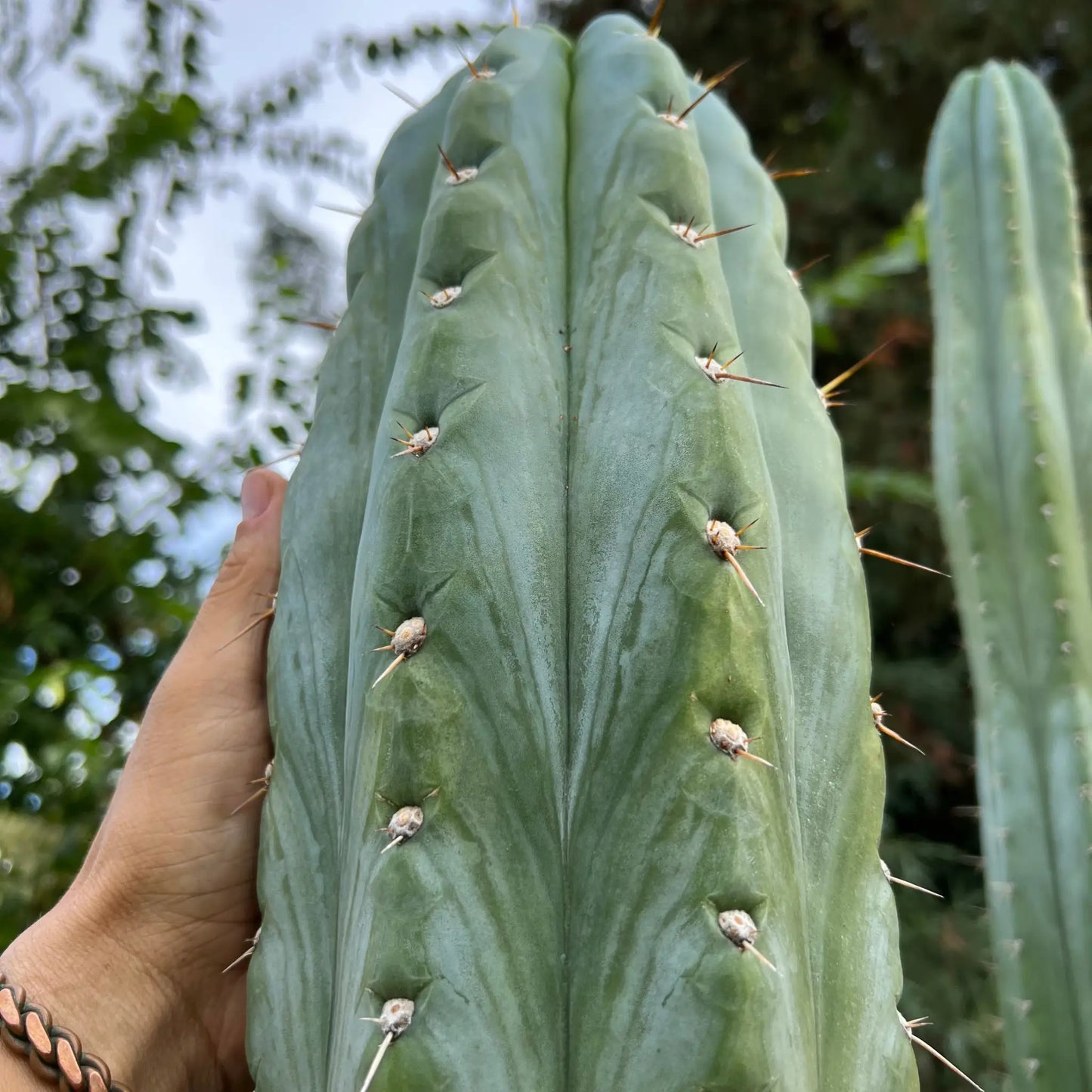 Wild Andes (IcarosDNA) JS202 - soon