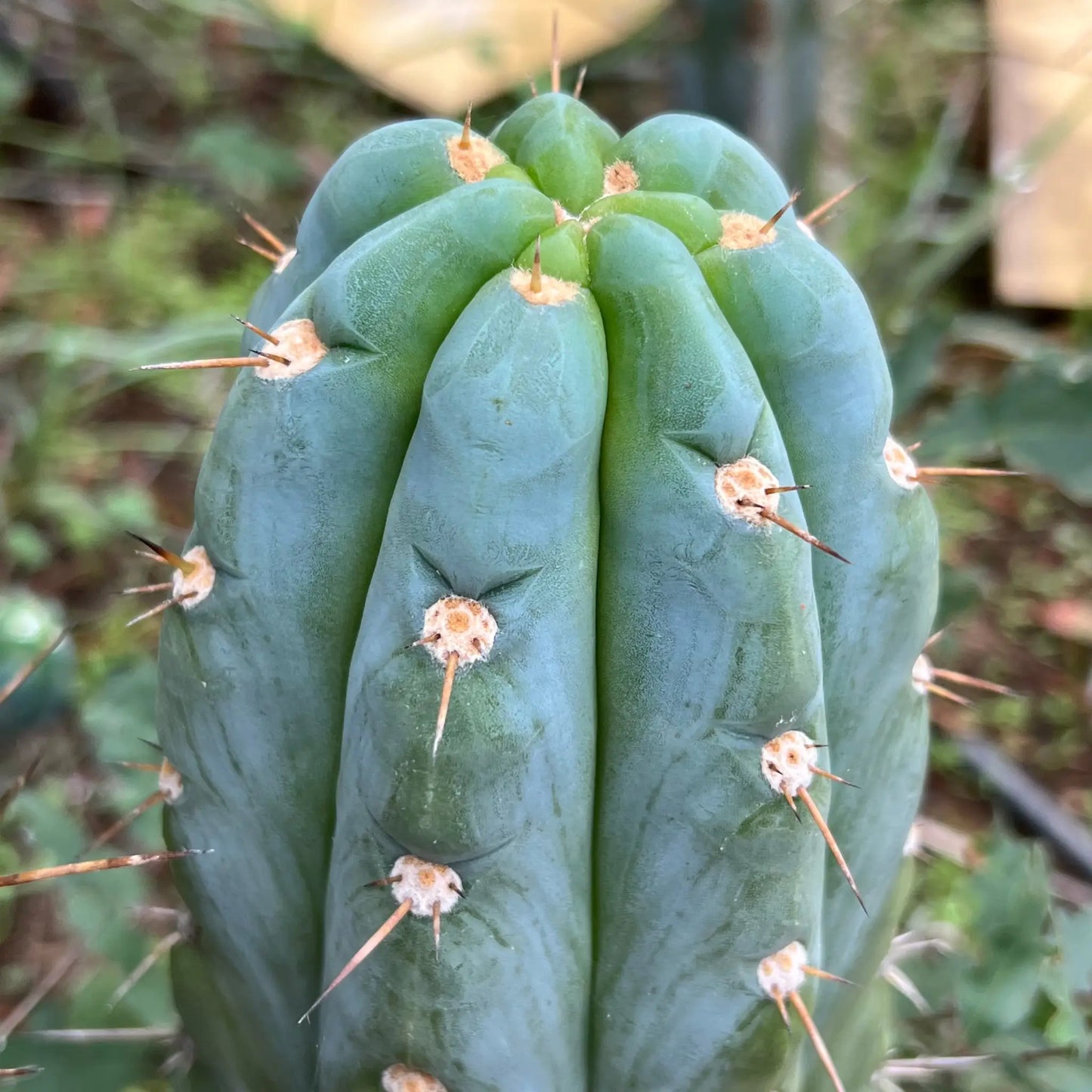 Wild Andes (IcarosDNA) JS202 - soon