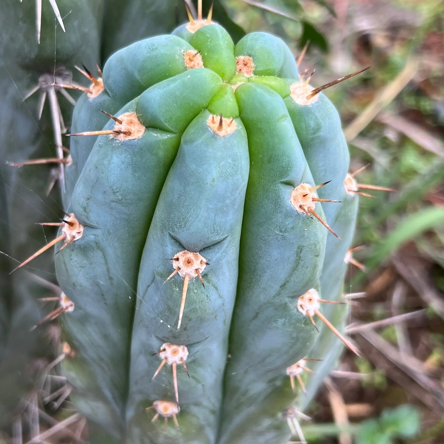 Wild Andes (IcarosDNA) JS202 - soon