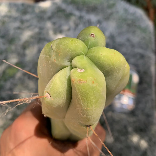 Wowie - live cactus plant